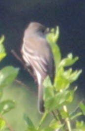 Willow Flycatcher - Samuel Harris