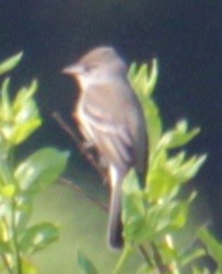 Willow Flycatcher - Samuel Harris