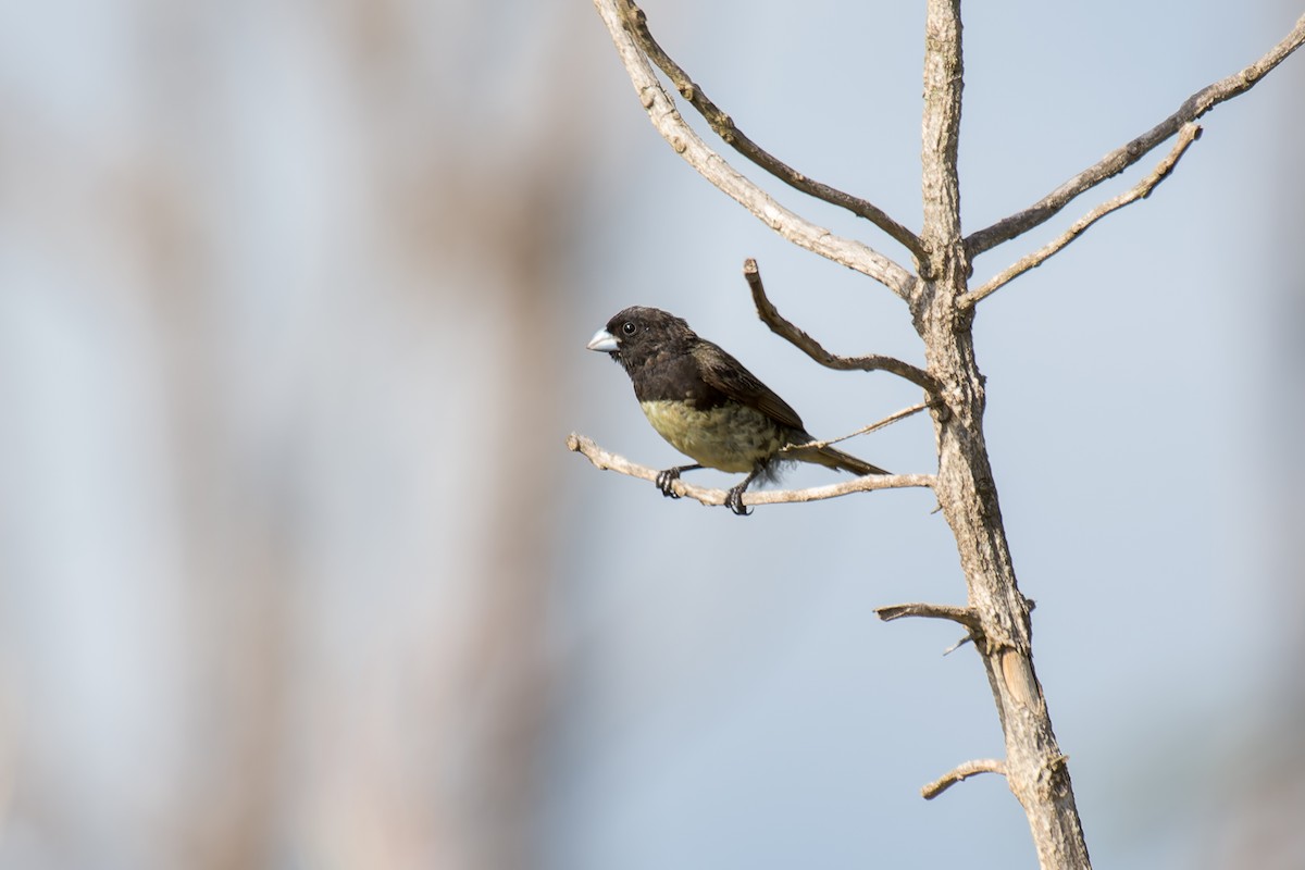 Yellow-bellied Seedeater - Marcelo  Telles
