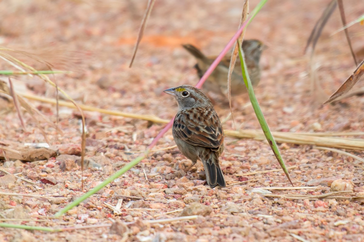 Grassland Sparrow - Marcelo  Telles