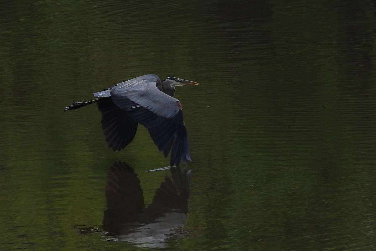 Great Blue Heron - ML619638689