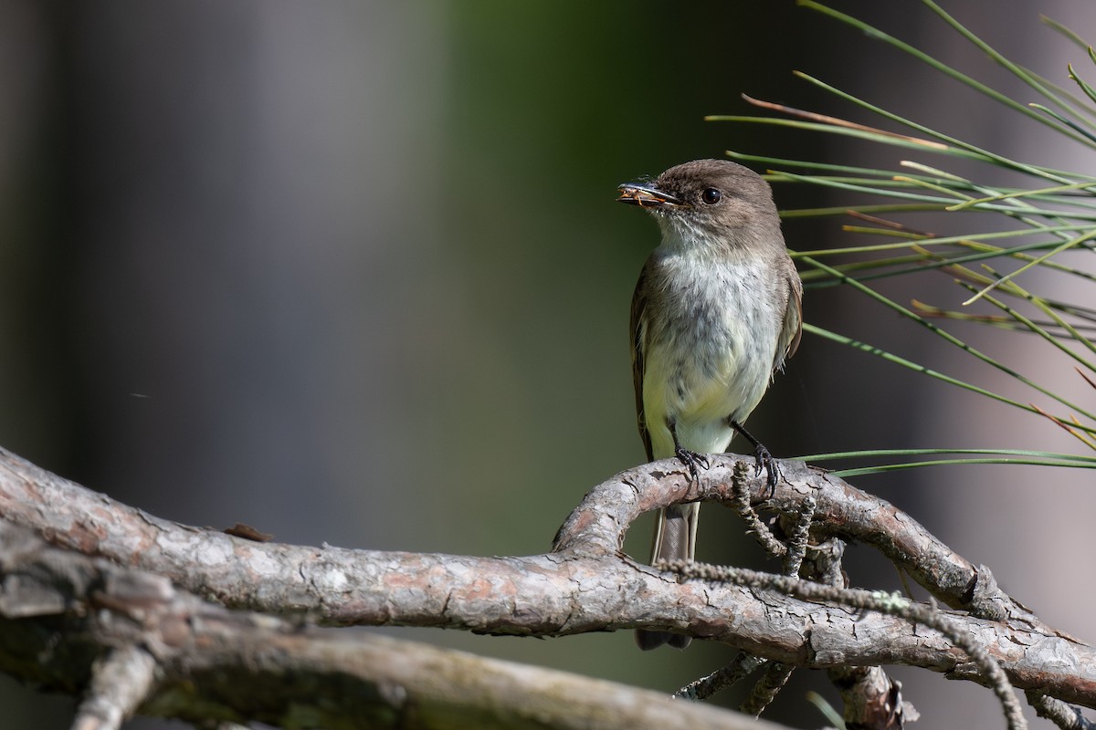 Eastern Phoebe - Ian Campbell