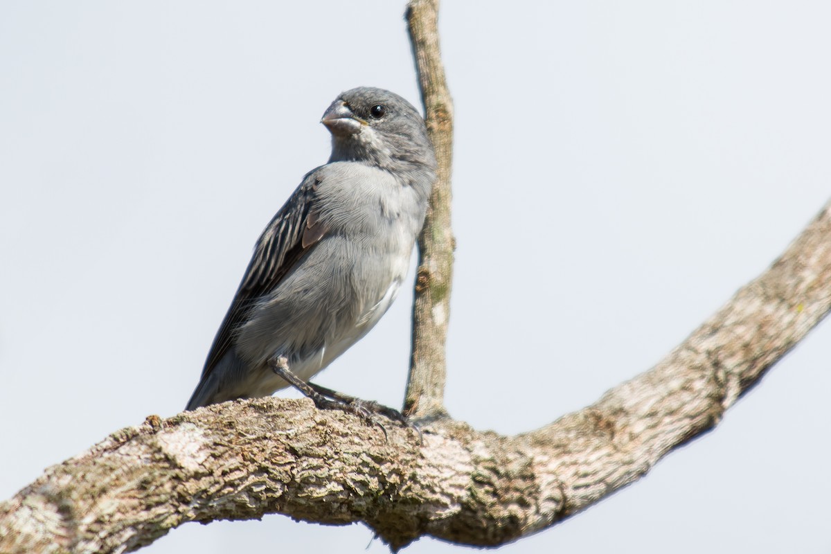 Plumbeous Seedeater - ML619638701