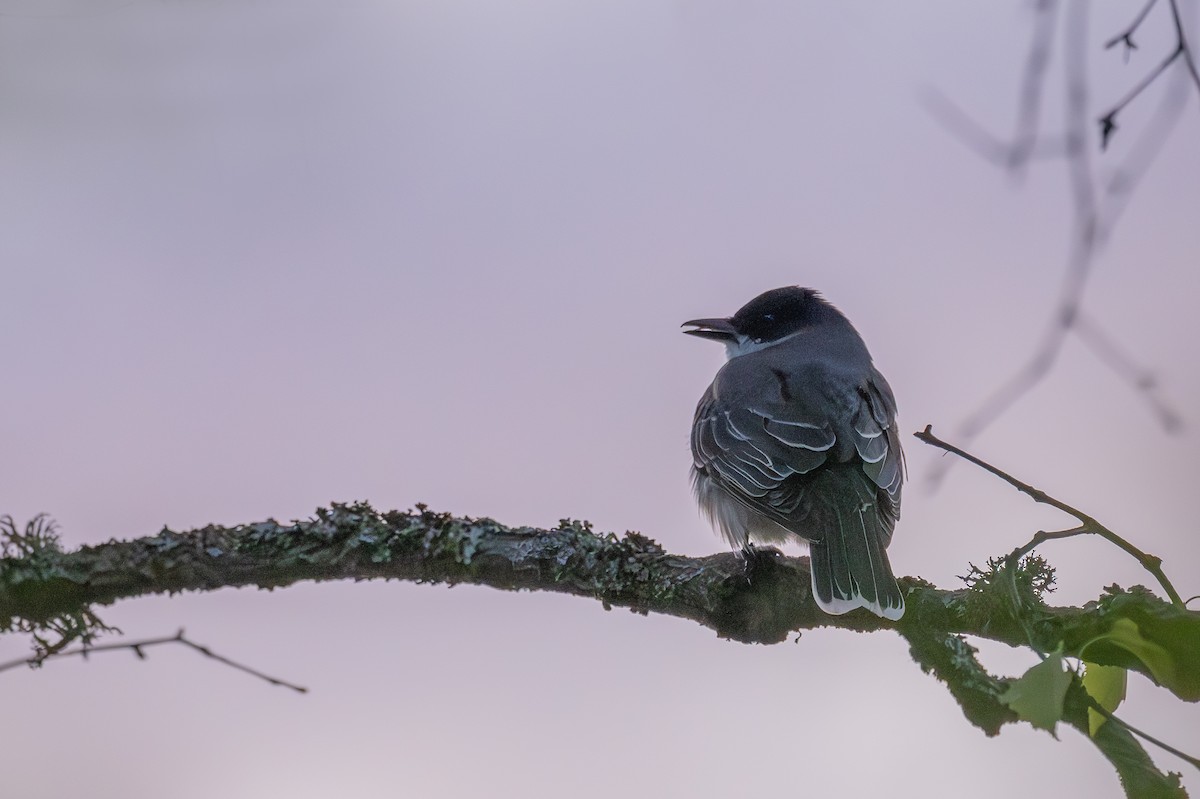 Eastern Kingbird - ML619638710