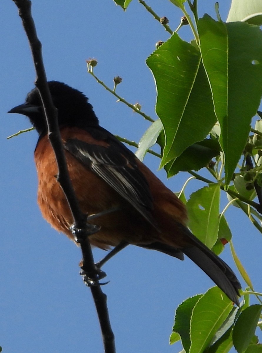 Orchard Oriole - ML619638712