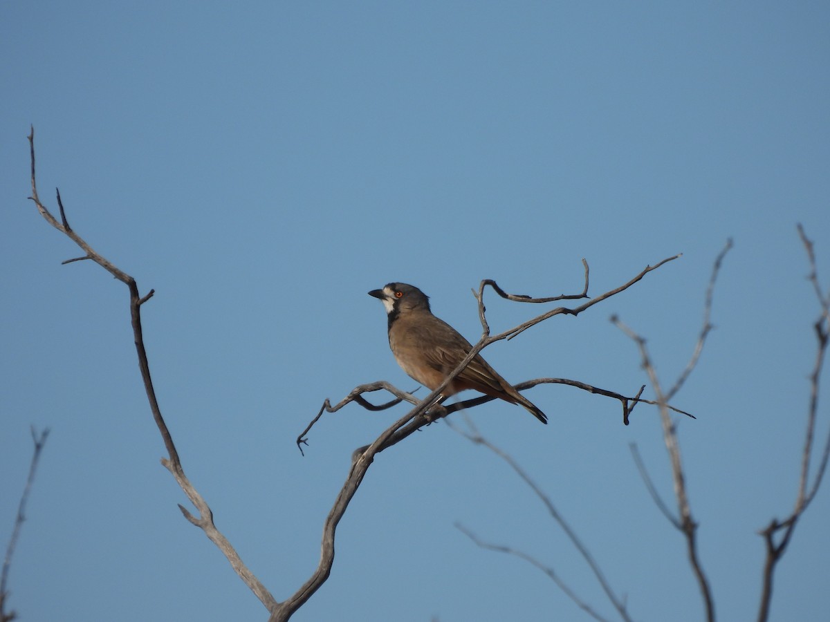 Crested Bellbird - ML619638714