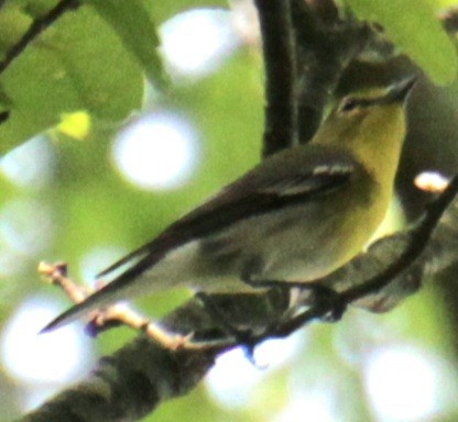 Yellow-throated Vireo - Samuel Harris