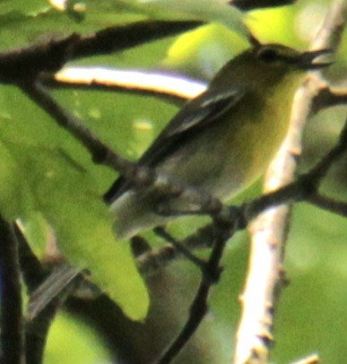 Yellow-throated Vireo - Samuel Harris