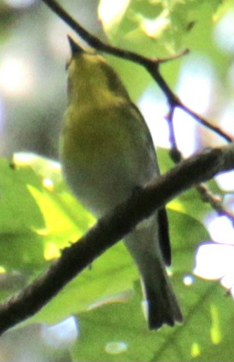 Yellow-throated Vireo - Samuel Harris