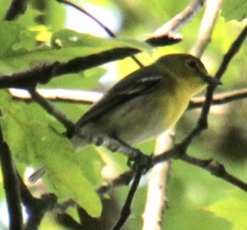 Yellow-throated Vireo - Samuel Harris