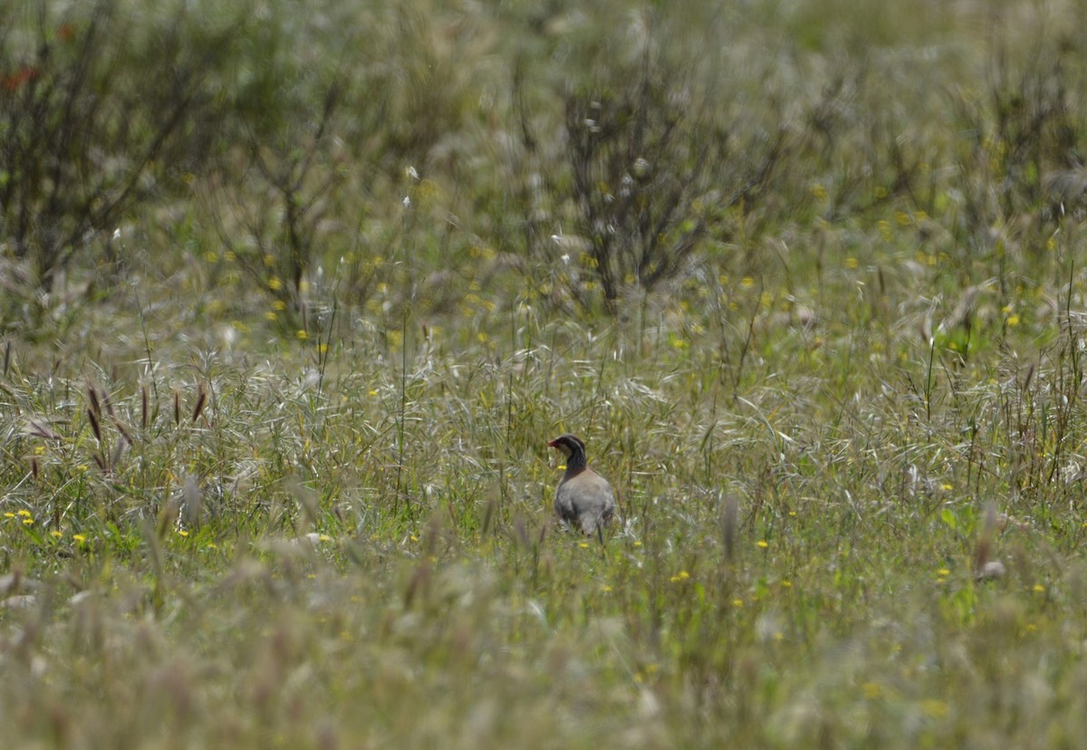 Red-legged Partridge - Dominique Blanc