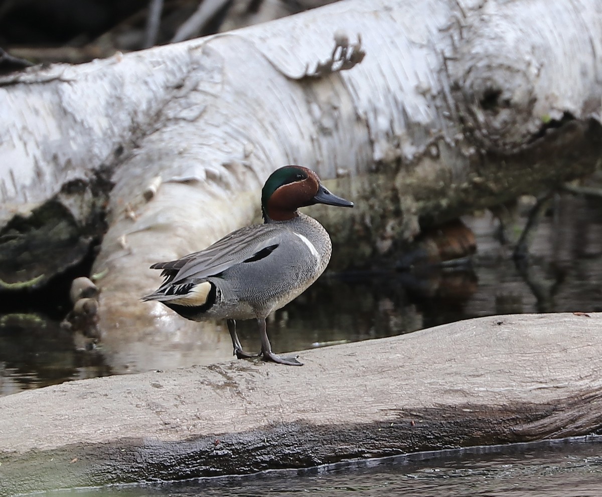 Green-winged Teal - Marco Bouchard