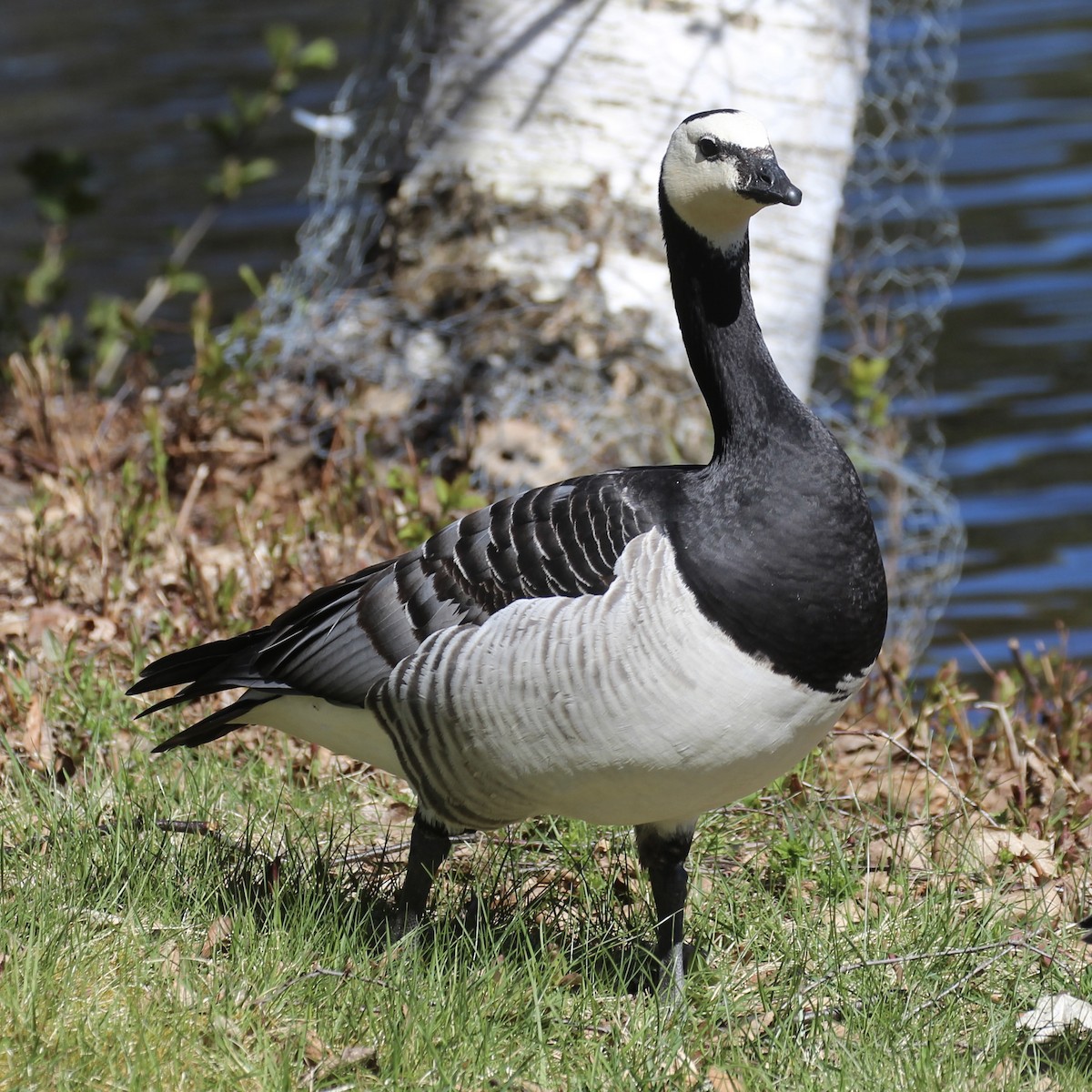 Barnacle Goose - ML619638734