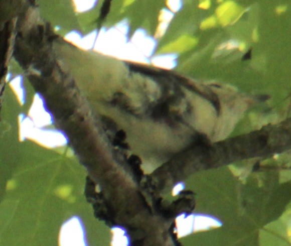 Warbling Vireo (Eastern) - ML619638738