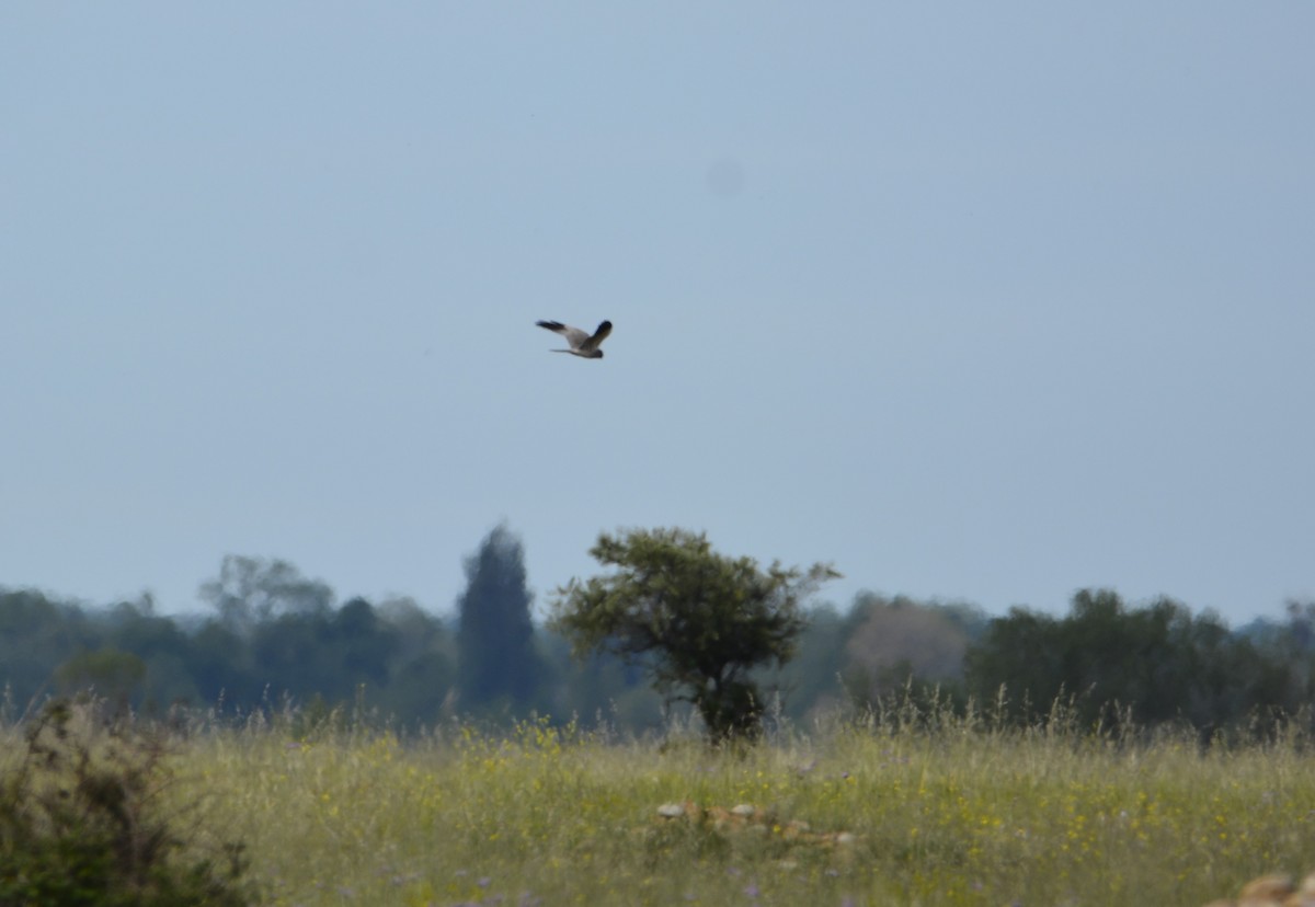 Montagu's Harrier - Dominique Blanc