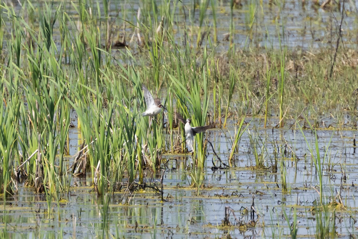 Wilson's Phalarope - Kees de Mooy