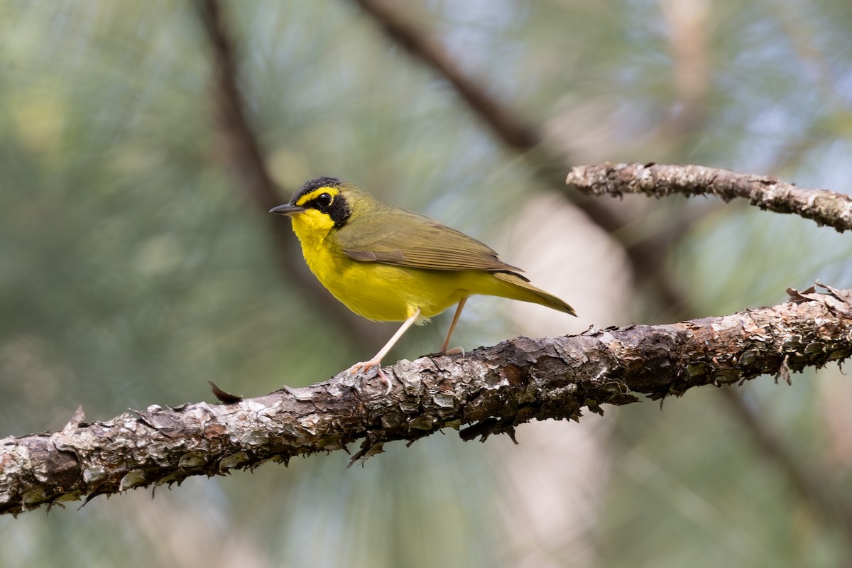 Kentucky Warbler - Mason Flint