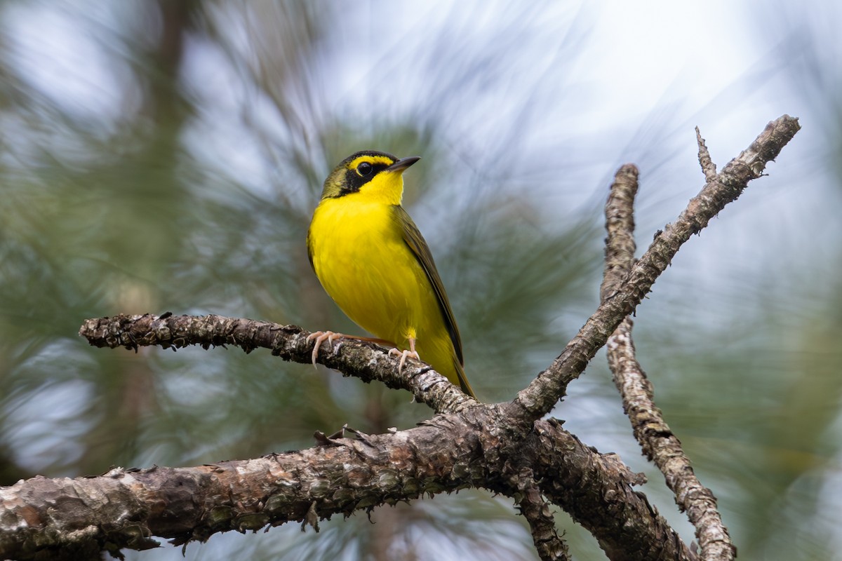 Kentucky Warbler - Mason Flint