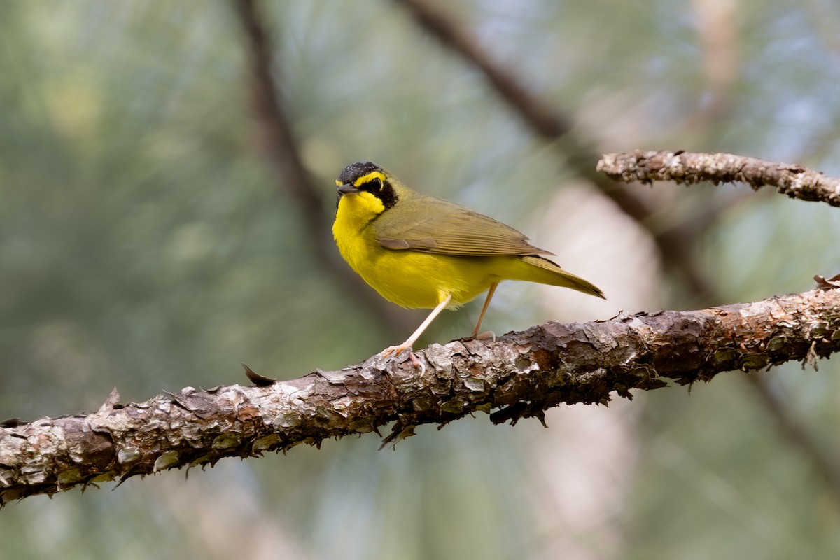 Kentucky Warbler - Mason Flint