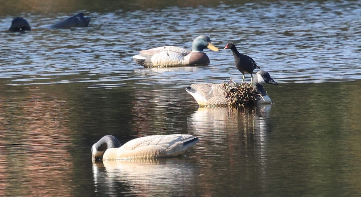 Common Gallinule - ML619638760