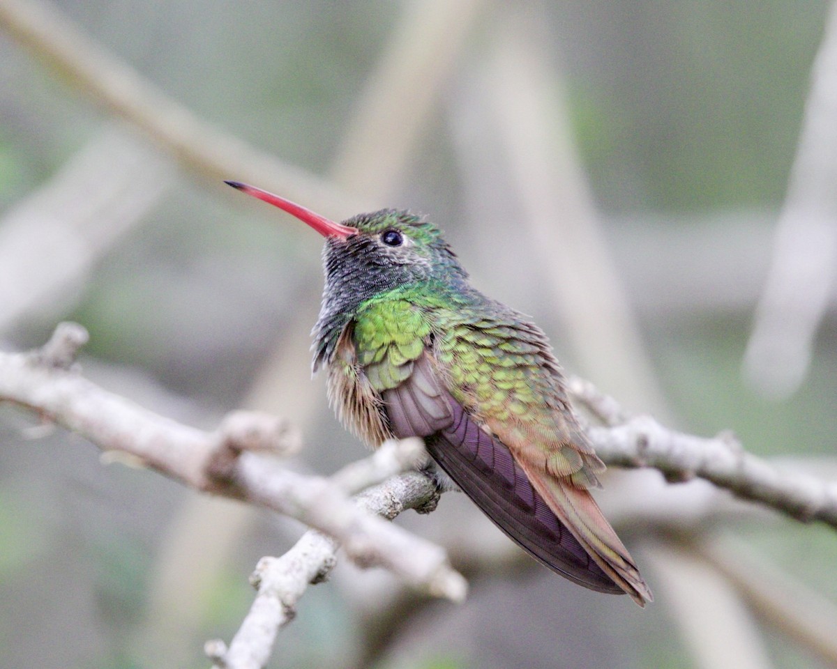 Buff-bellied Hummingbird - Dave Bengston