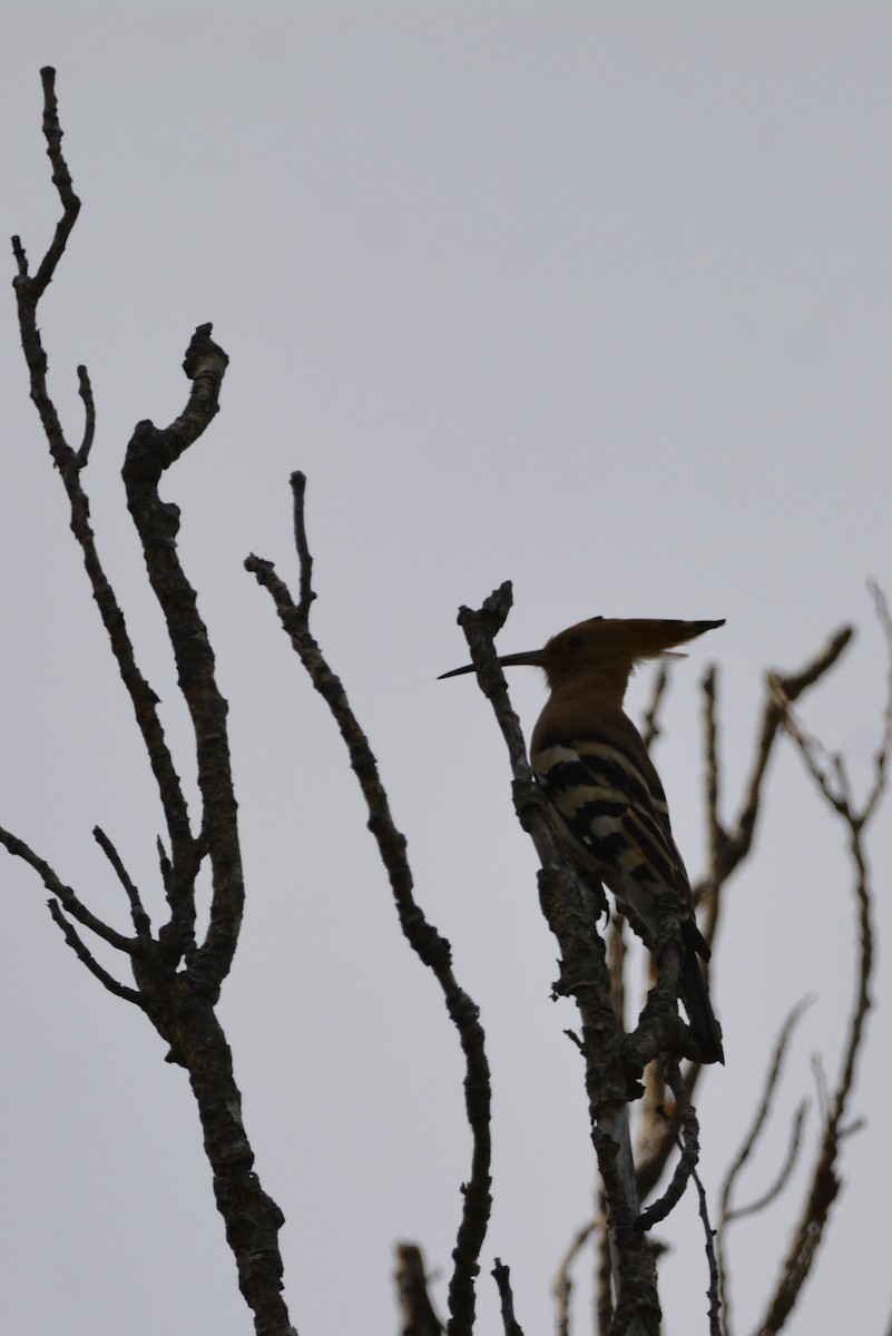 Eurasian Hoopoe - Dominique Blanc