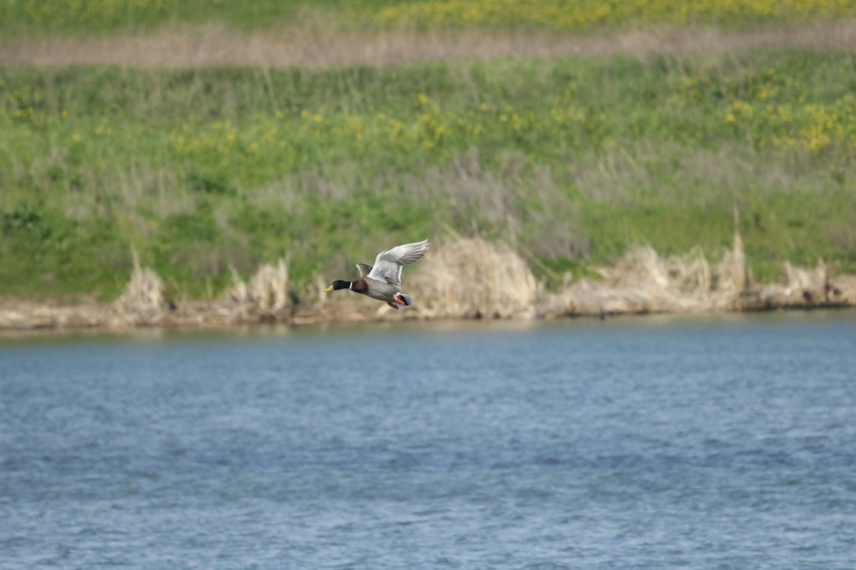 Canard colvert - ML619638768