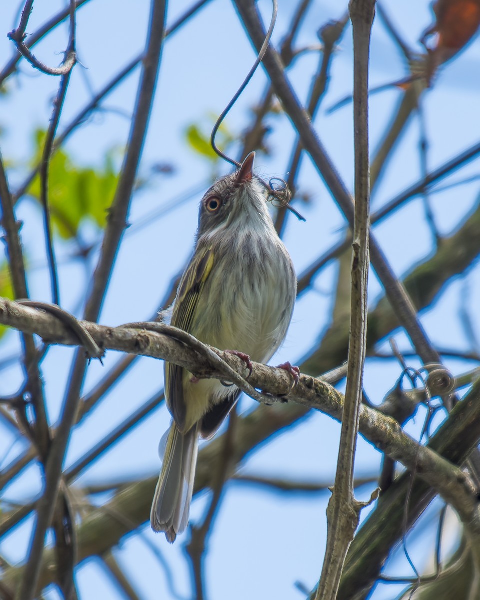 Pearly-vented Tody-Tyrant - Marcelo  Telles