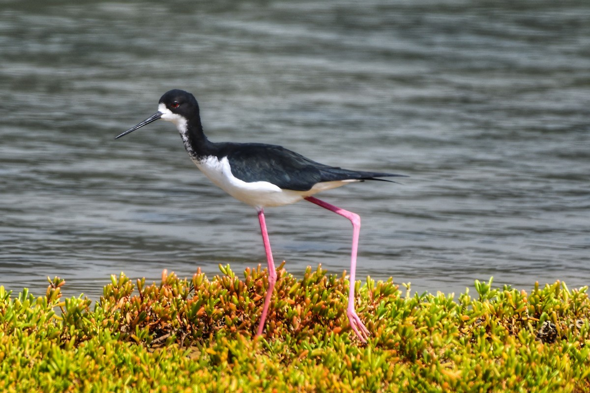 Black-necked Stilt - Sarah Dix