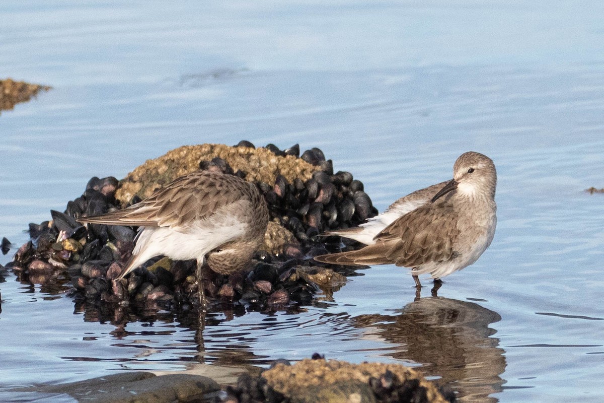 White-rumped Sandpiper - Denis Corbeil