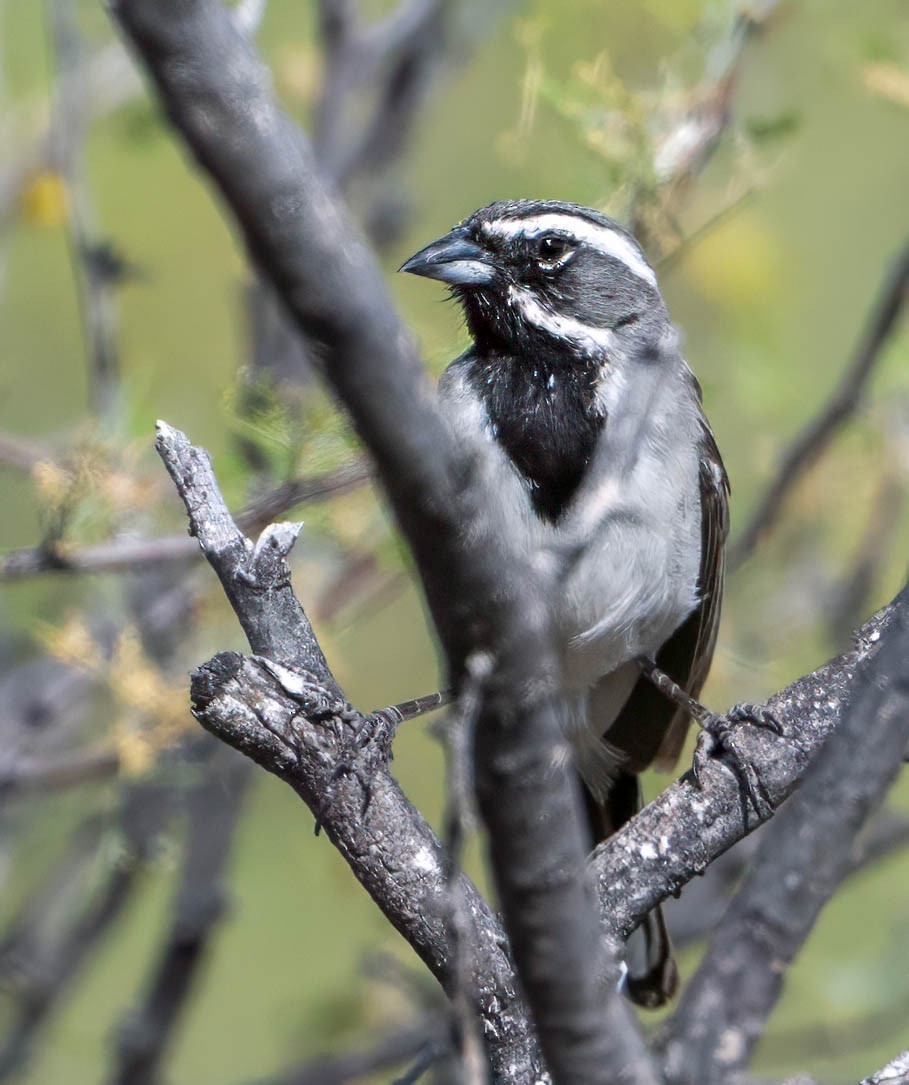 Black-throated Sparrow - Howard Cox