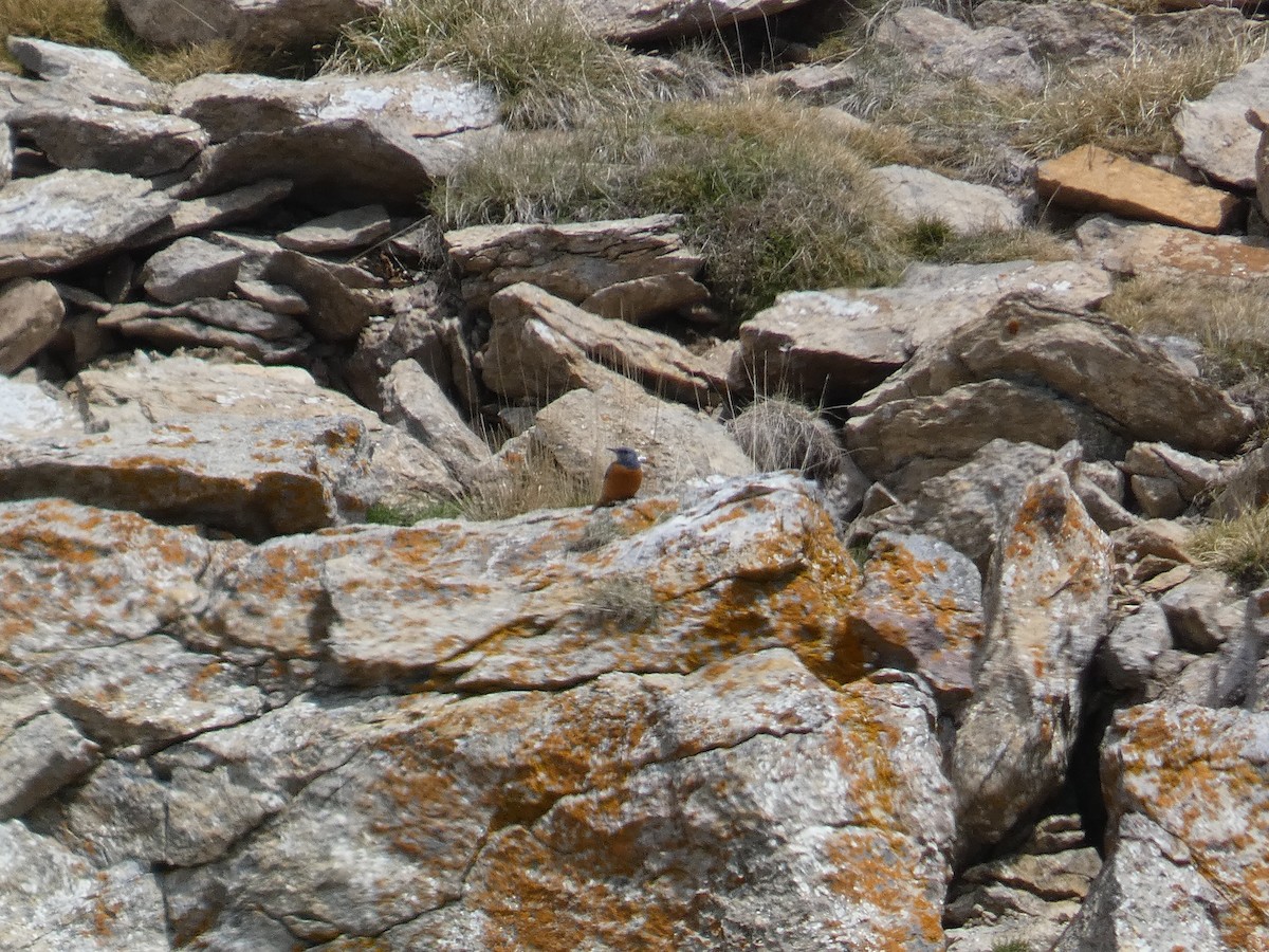 Rufous-tailed Rock-Thrush - Xavier Parra Cuenca