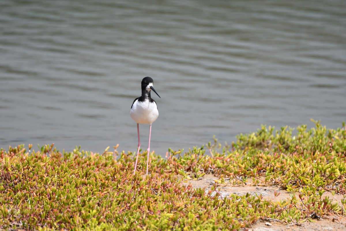 Black-necked Stilt - ML619638793