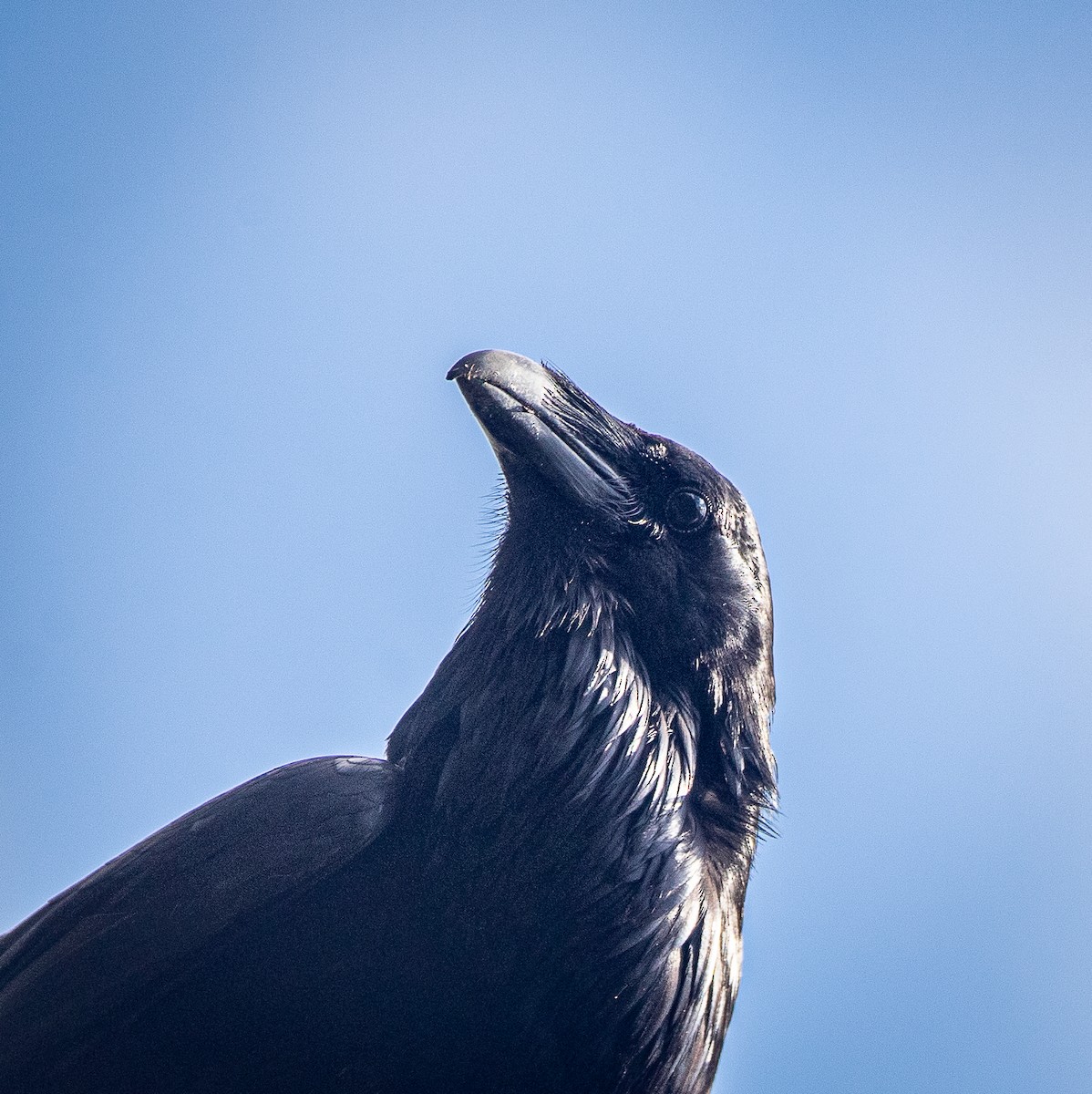 Common Raven - ML619638798