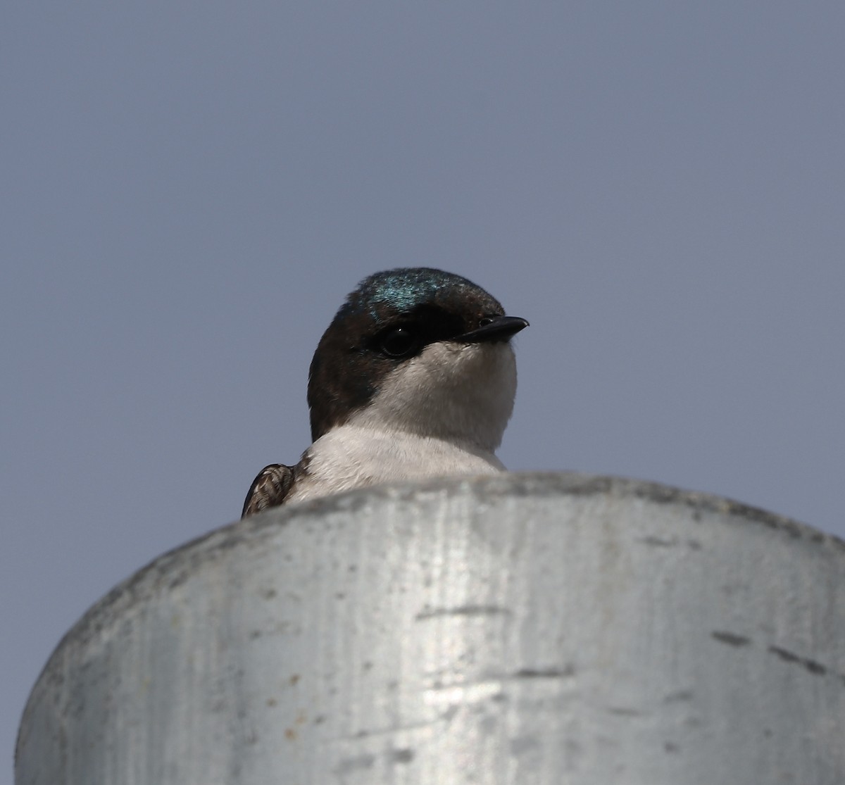 Tree Swallow - Marco Bouchard