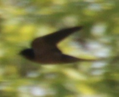 Barn Swallow (American) - Samuel Harris