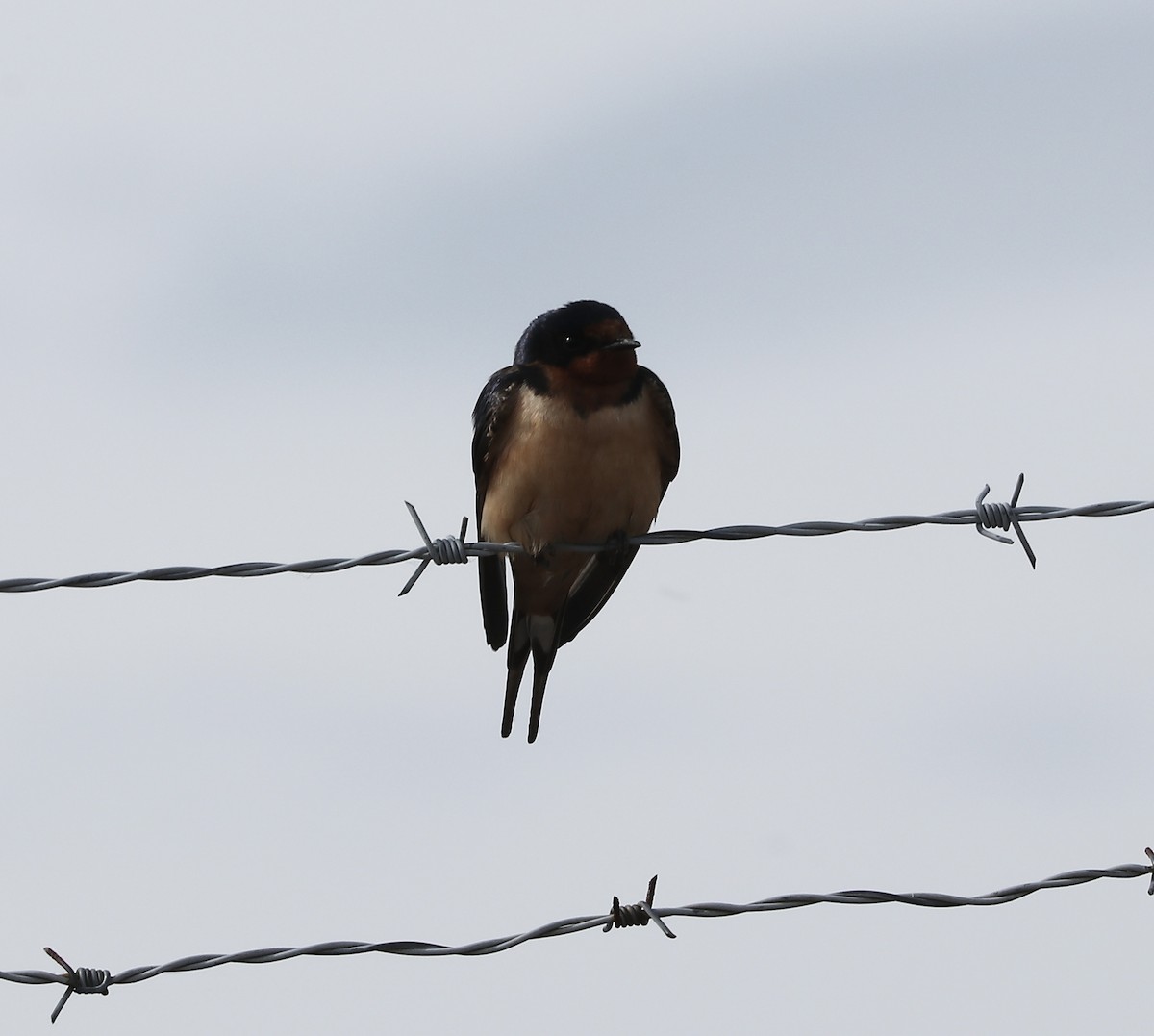 Barn Swallow - ML619638810