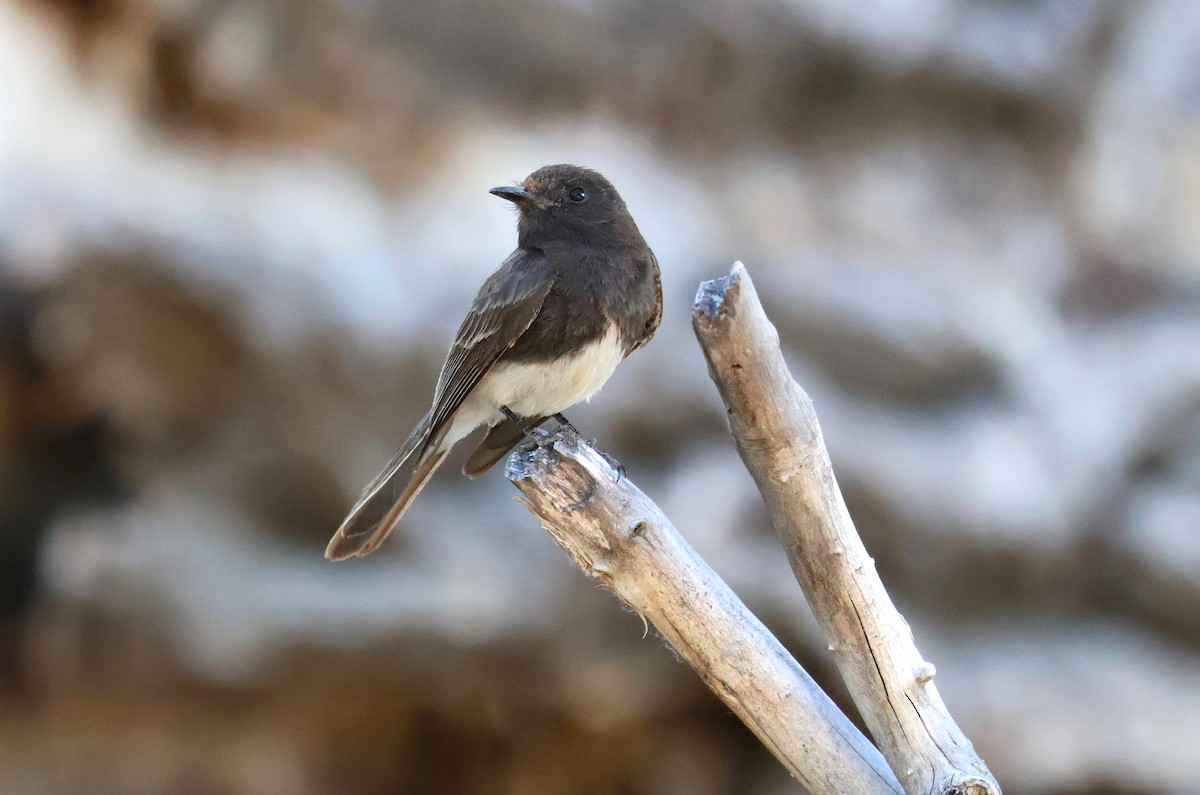 Black Phoebe - Tricia Vesely