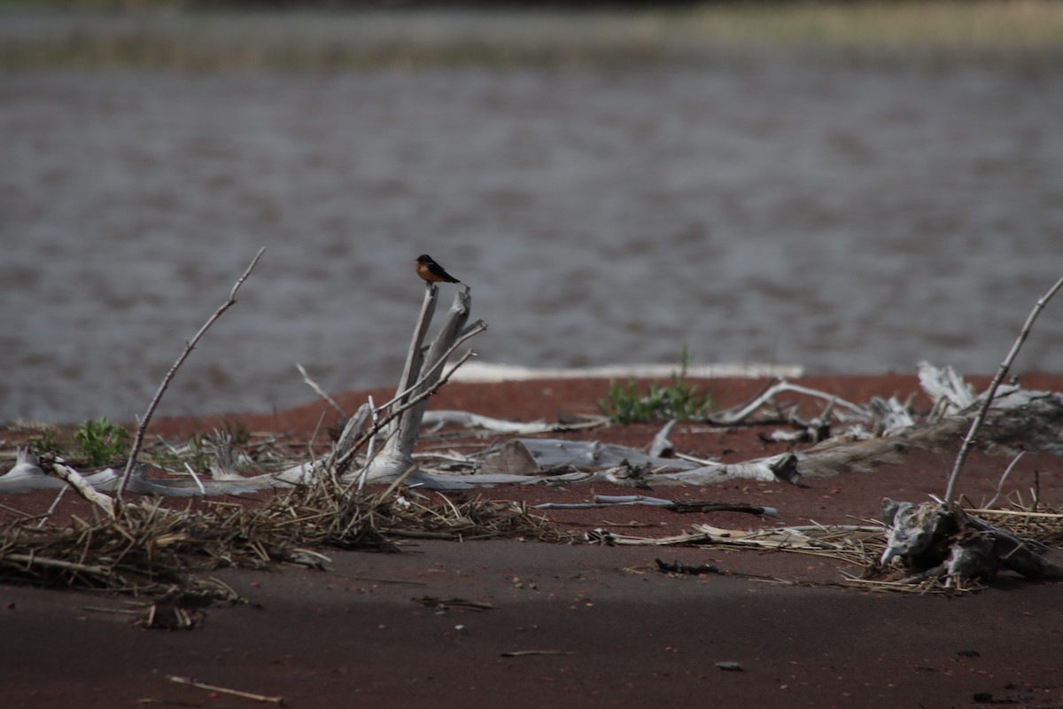 Tree Swallow - Caitlyn Rampersad