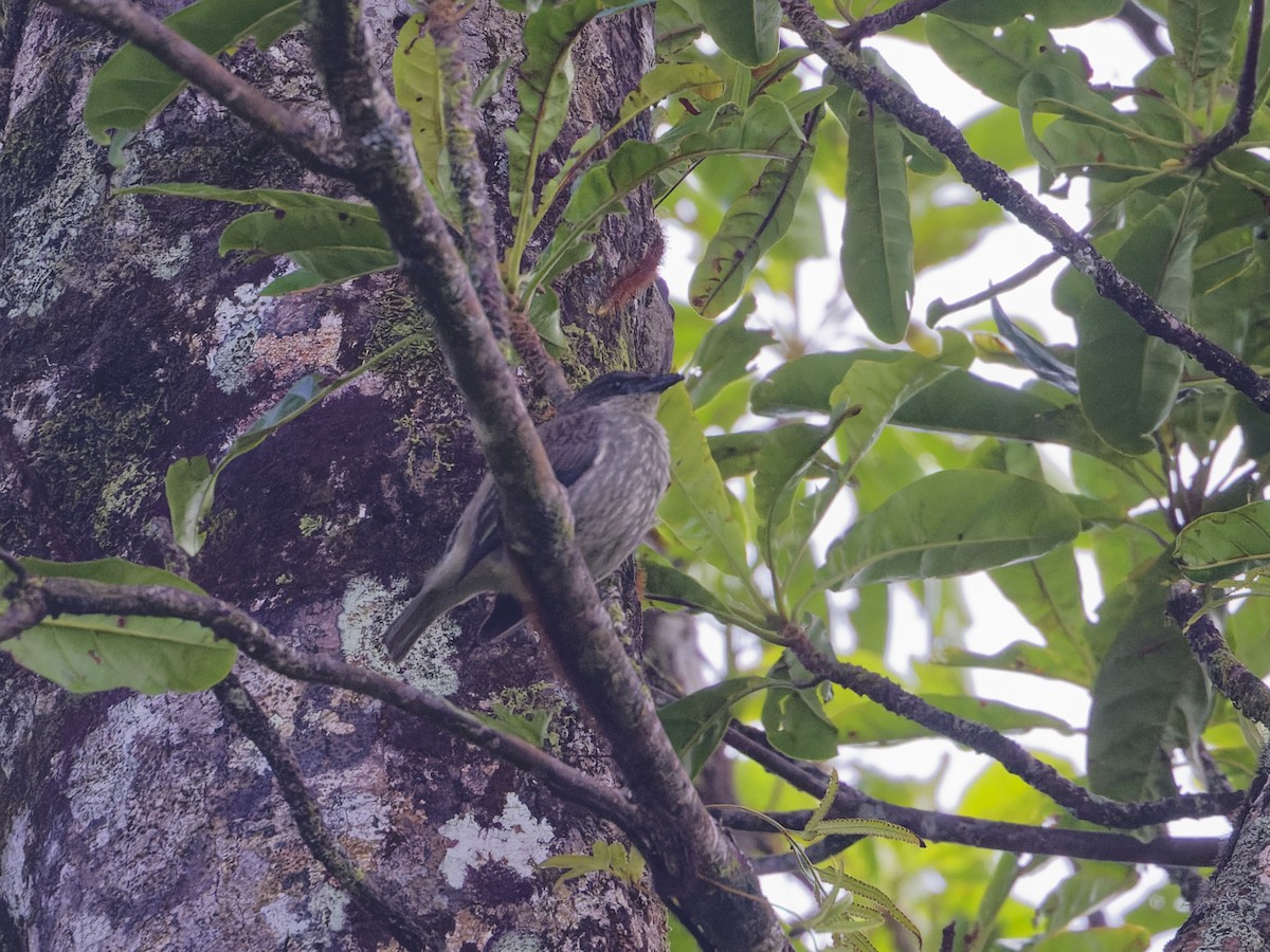 Polynesian Starling - ML619638823