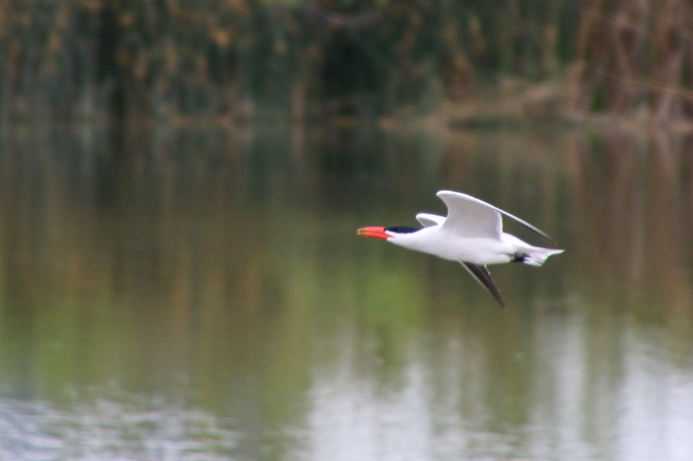 Caspian Tern - Nick Krolikowski