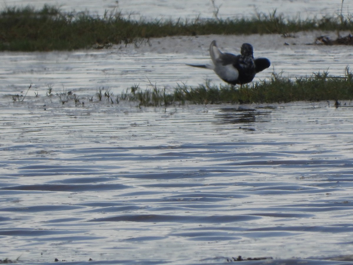 White-winged Tern - Lynn Scarlett