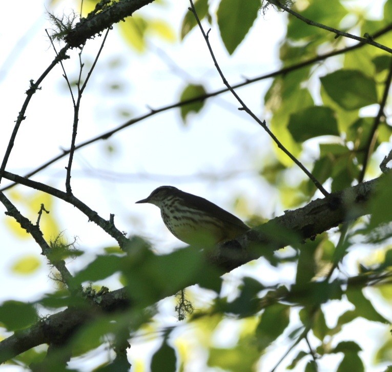 Louisiana Waterthrush - melinda champion