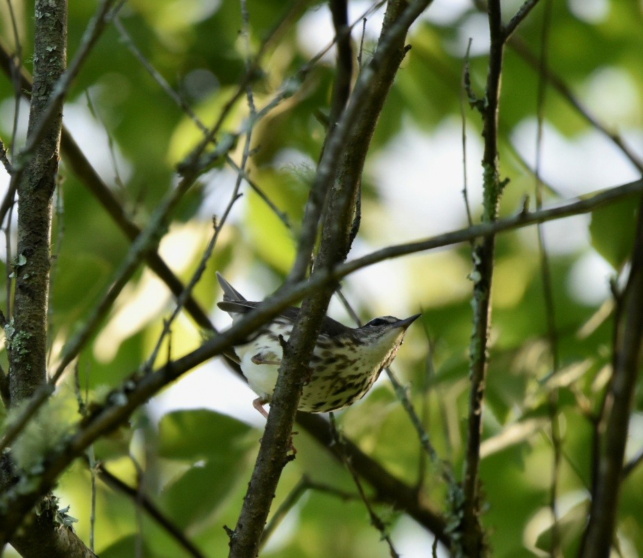 Louisiana Waterthrush - melinda champion