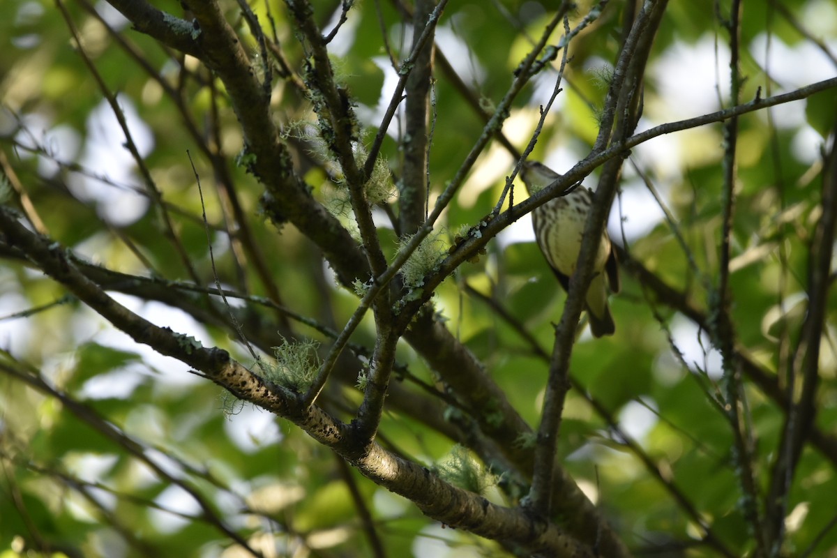 Louisiana Waterthrush - melinda champion