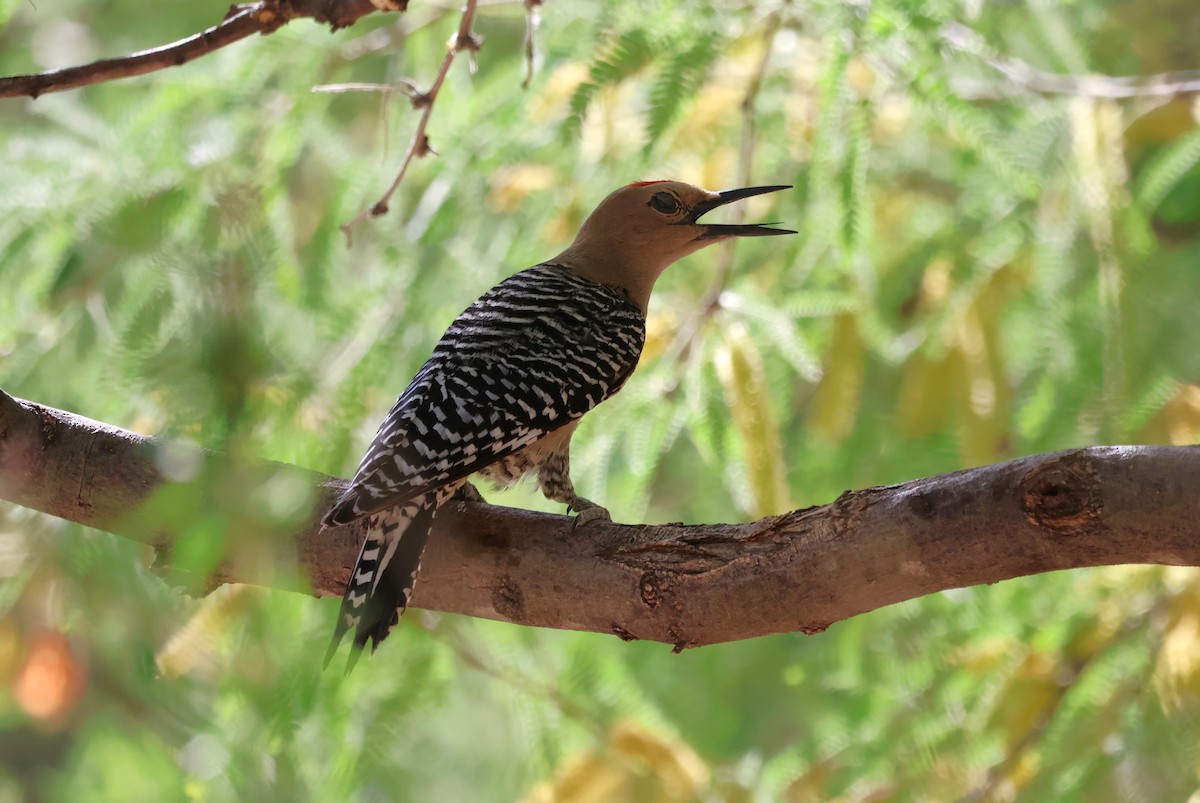 Gila Woodpecker - ML619638848