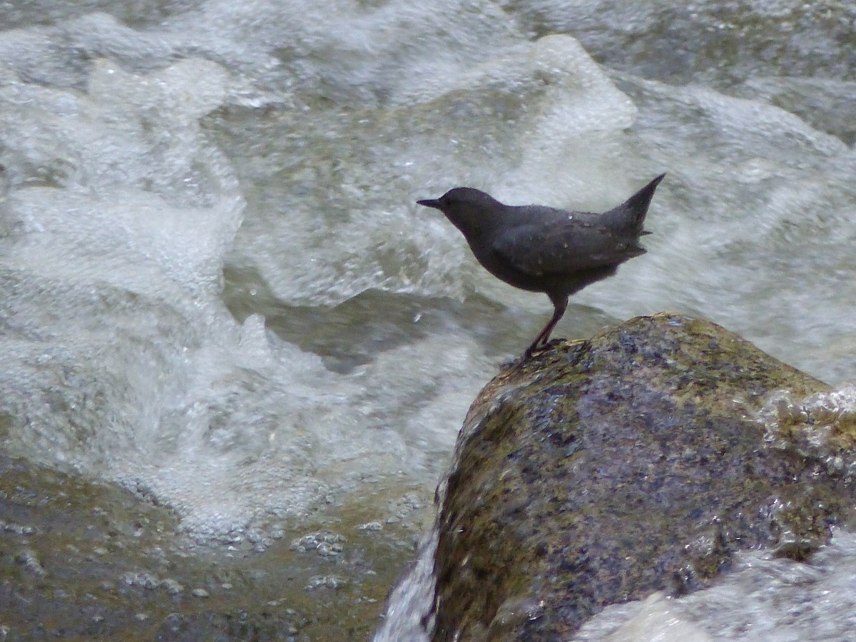 American Dipper - Joachim Gonzalez