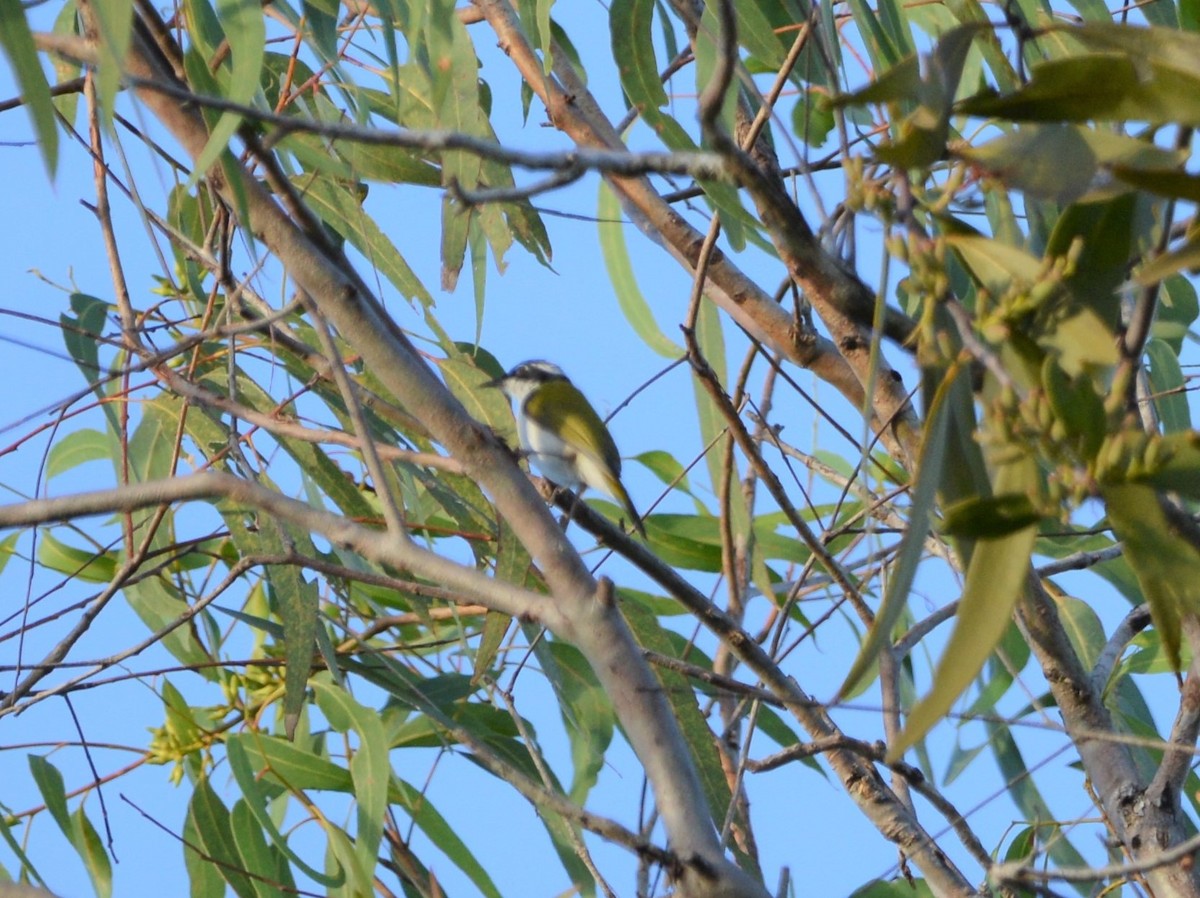 White-throated Honeyeater - Monica Mesch