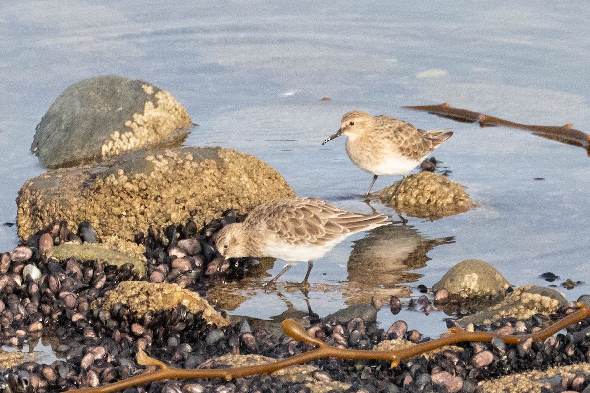 Baird's Sandpiper - Denis Corbeil