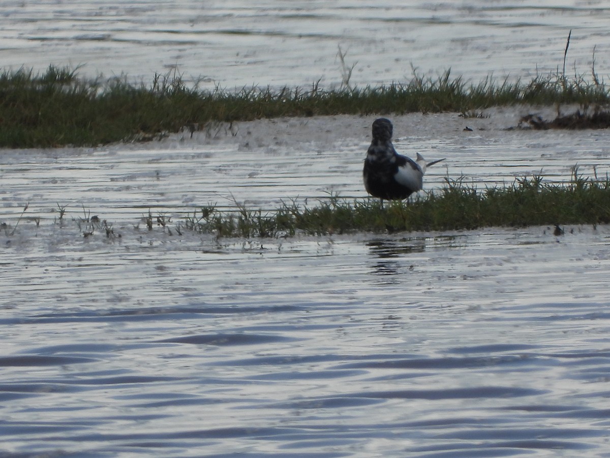 White-winged Tern - Lynn Scarlett